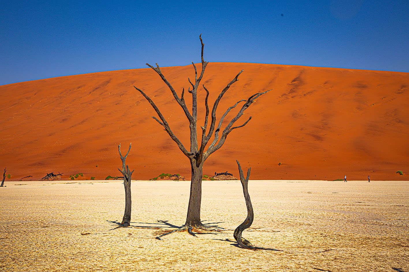 Photo by <a href="https://unsplash.com/@hdbernd?utm_source=unsplash&utm_medium=referral&utm_content=creditCopyText">Bernd 📷 Dittrich</a> on <a href="https://unsplash.com/photos/two-dead-trees-in-the-desert-with-a-sand-dune-in-the-background-z9o1LKdctd0?utm_source=unsplash&utm_medium=referral&utm_content=creditCopyText">Unsplash</a>
      